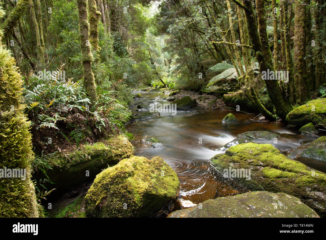 Arroyo y selva de Tasmania Foto de stock