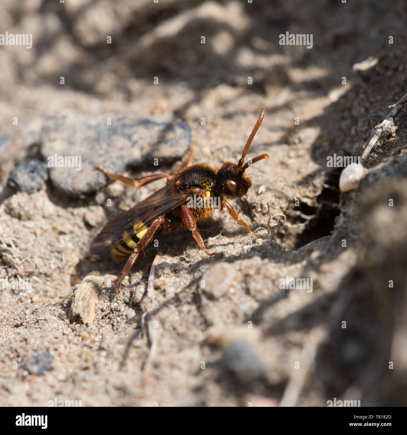 Nomad wasp Nomada flava, Peak District National Park, Inglaterra Foto de stock