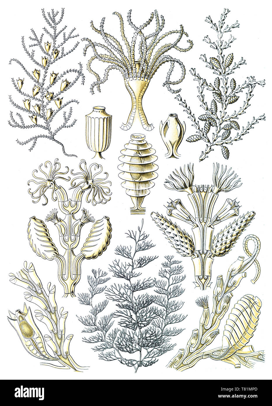 Ernst Haeckel, Sertularia, Hydrozoa Foto de stock