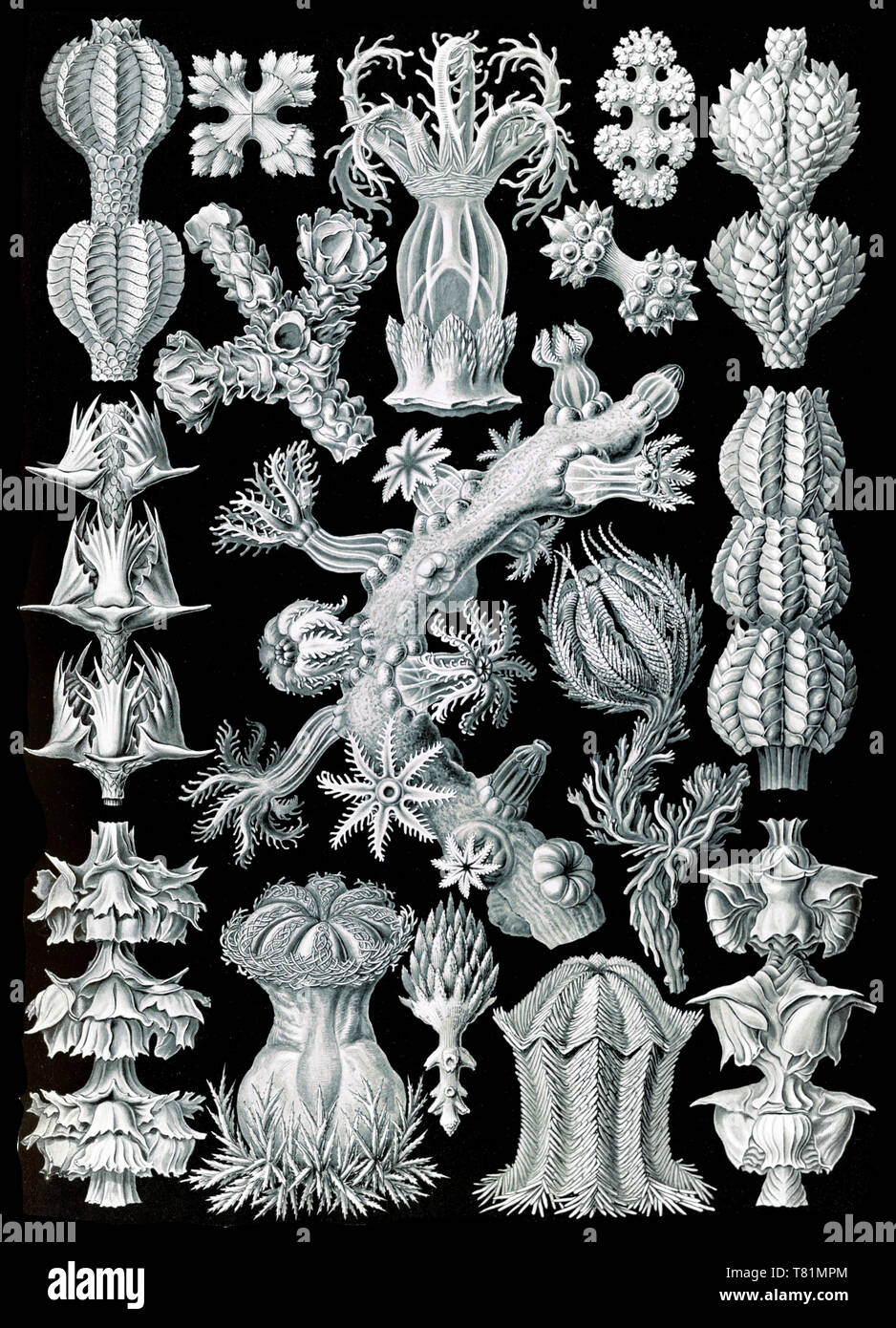 Ernst Haeckel, Gorgoniidae, corales blandos Foto de stock