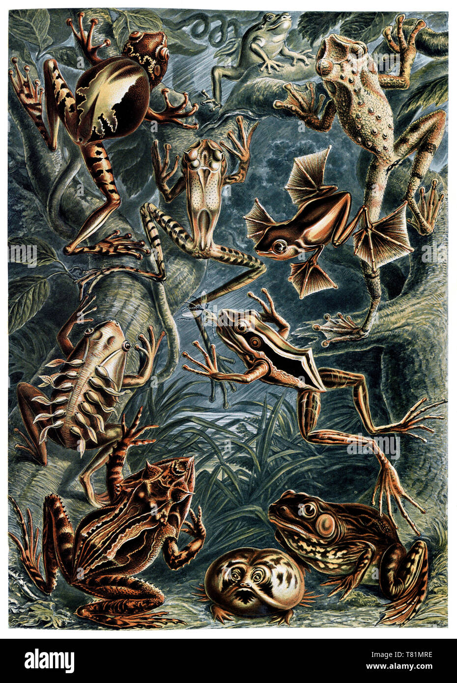 Ernst Haeckel, Batrachia, ranas Foto de stock