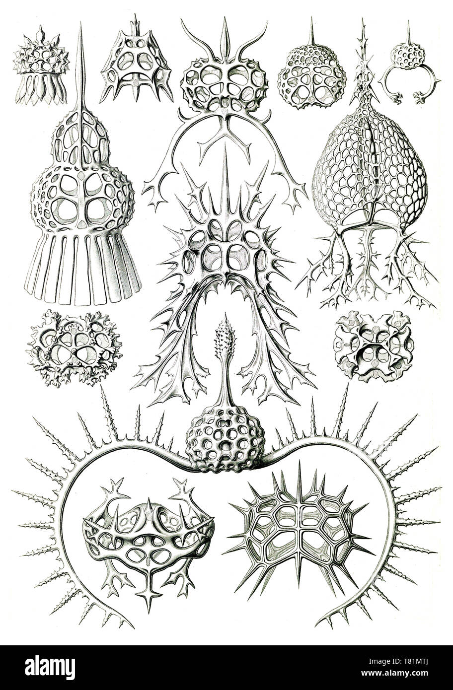 Ernst Haeckel, protozoos, radiolarios Foto de stock