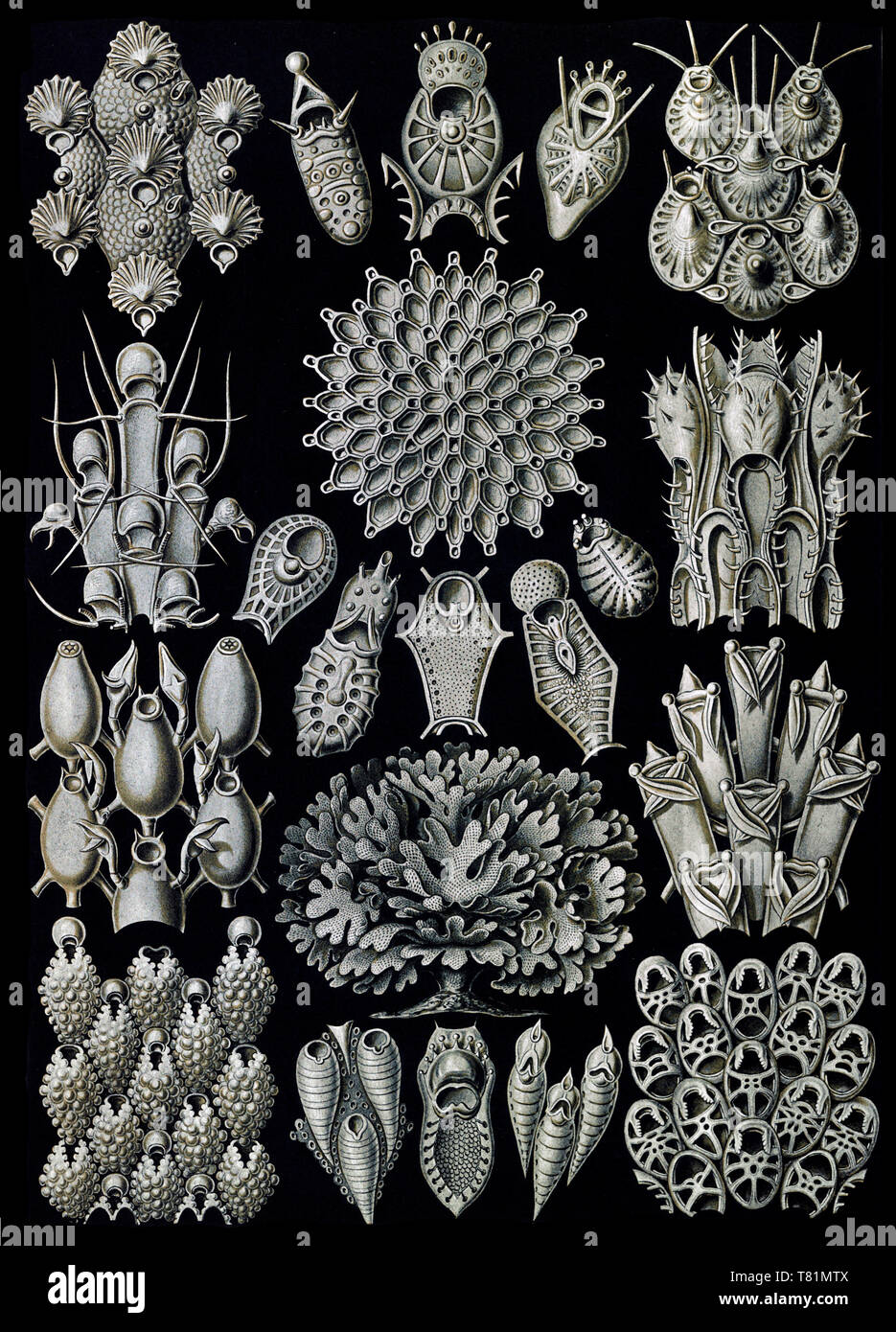 Ernst Haeckel, Bryozoa Foto de stock