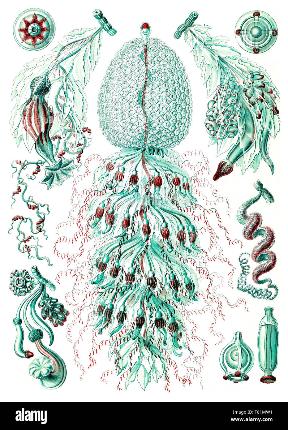 Ernst Haeckel, Siphonophorae, Hydrozoa Foto de stock