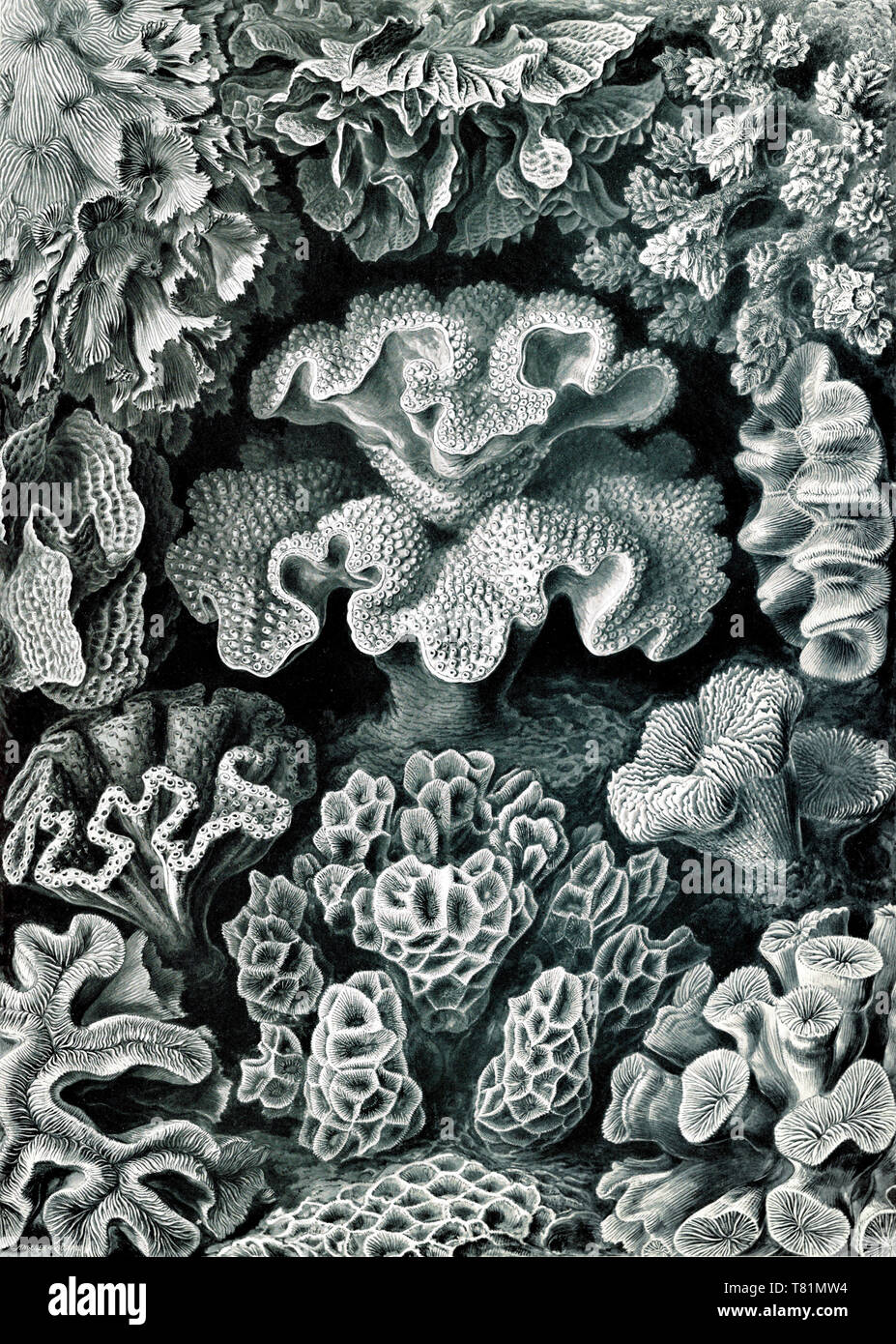 Ernst Haeckel, Hexacorallia, corales Foto de stock
