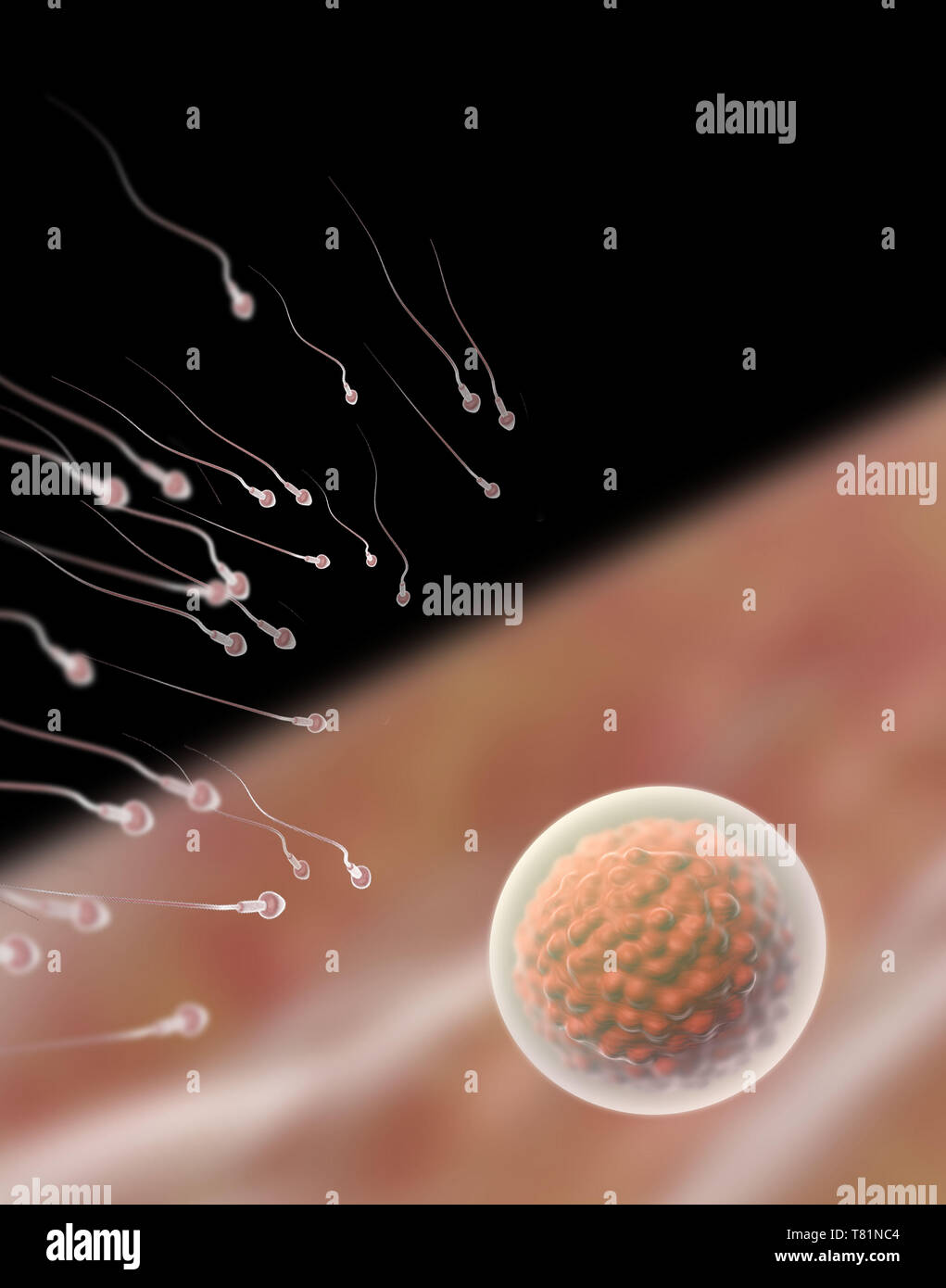 El esperma y el óvulo, ilustración Foto de stock