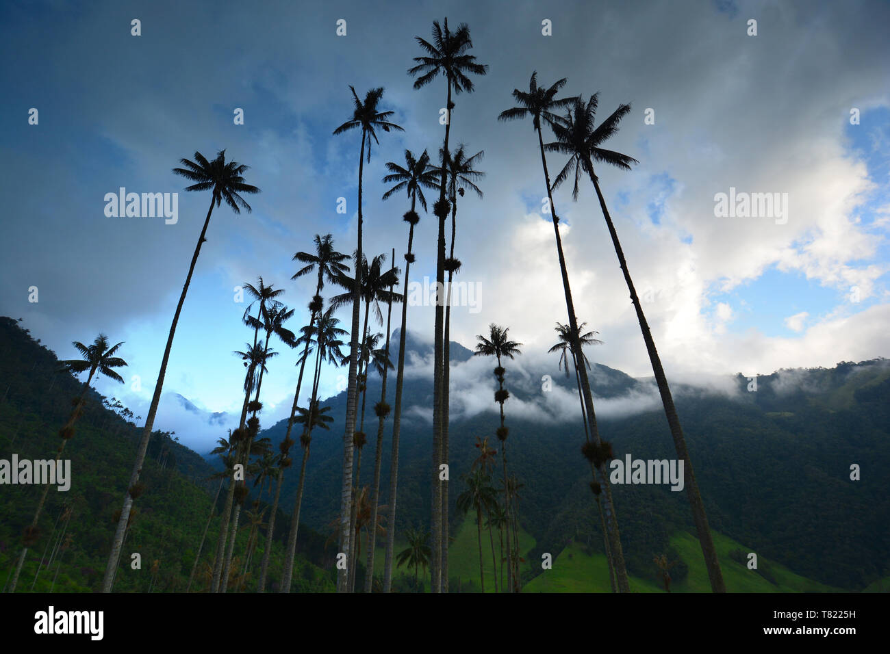 Espectacular paisaje con Quindío palmeras de cera (Ceroxylon quindiuense), árbol nacional de Colombia en el Valle de Cocora, Colombia Foto de stock