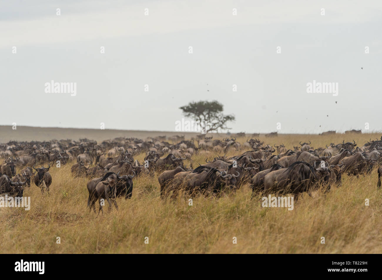 Gran migración una horda de wilderbeests Masai Mara en Kenia Foto de stock