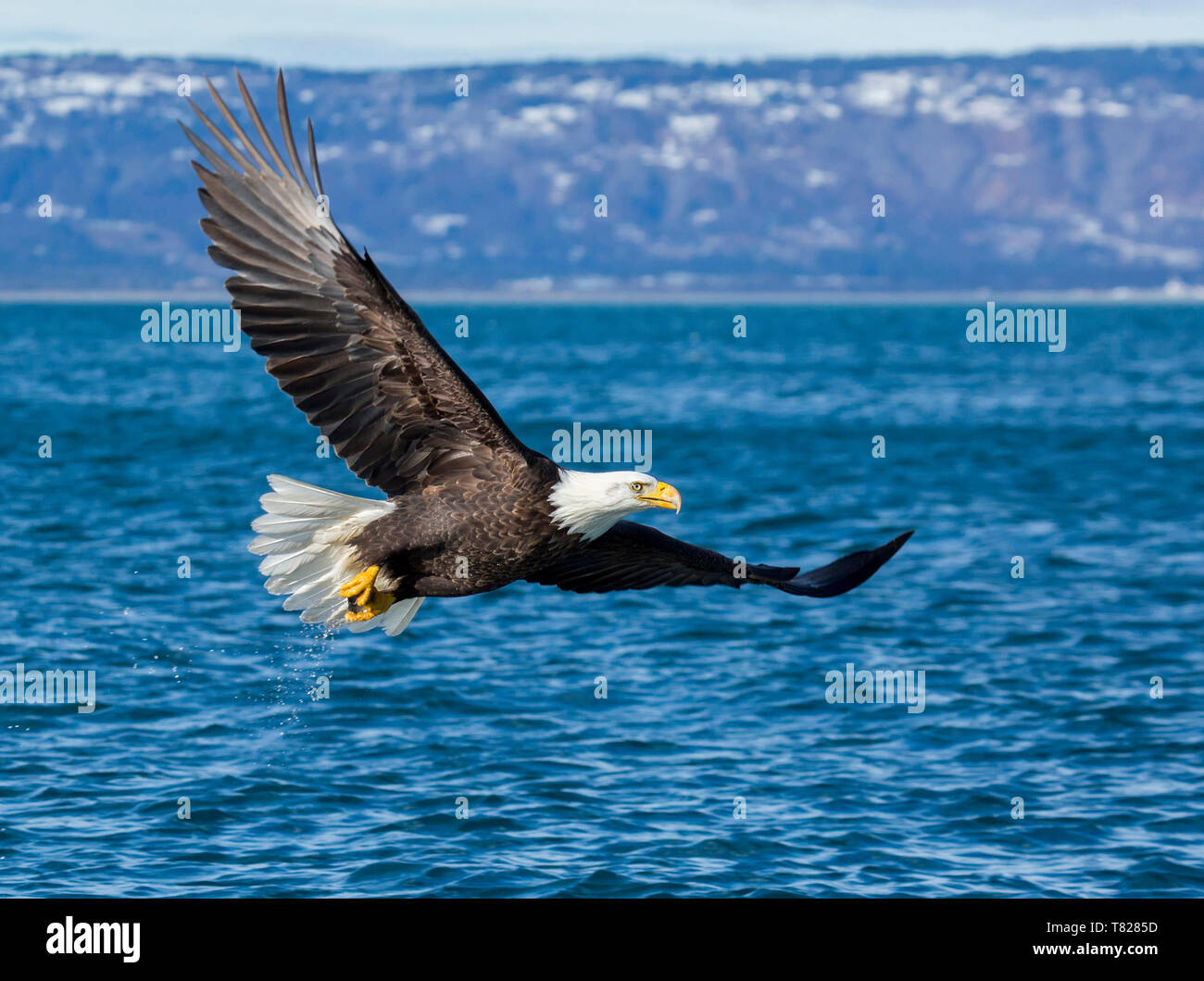 El águila calva de volar y la pesca cerca de Homer, Alaska Foto de stock