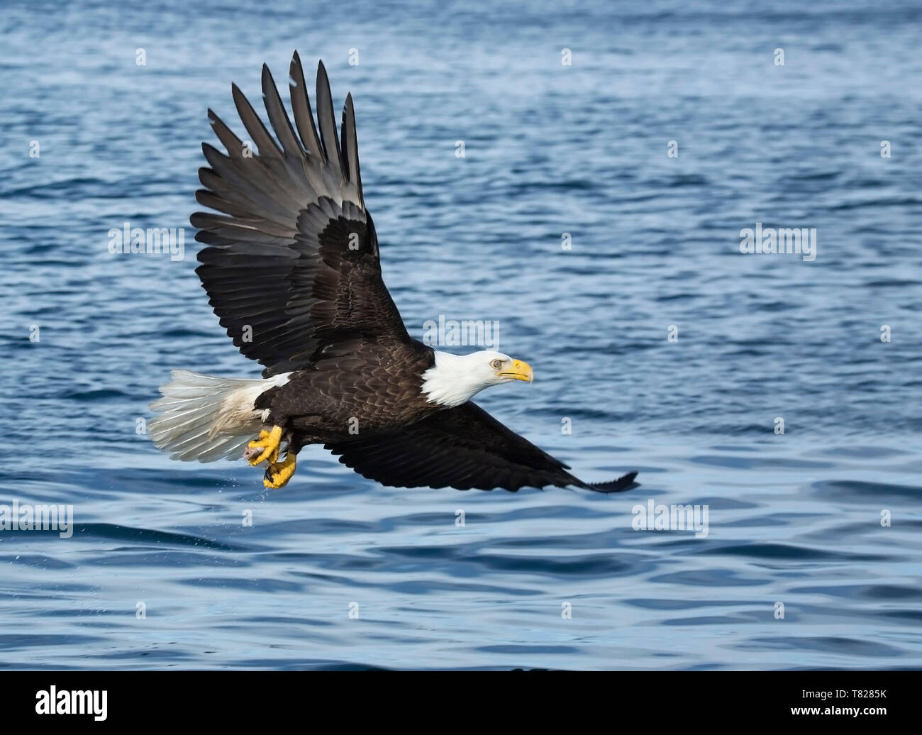 El águila calva de volar y la pesca cerca de Homer, Alaska Foto de stock