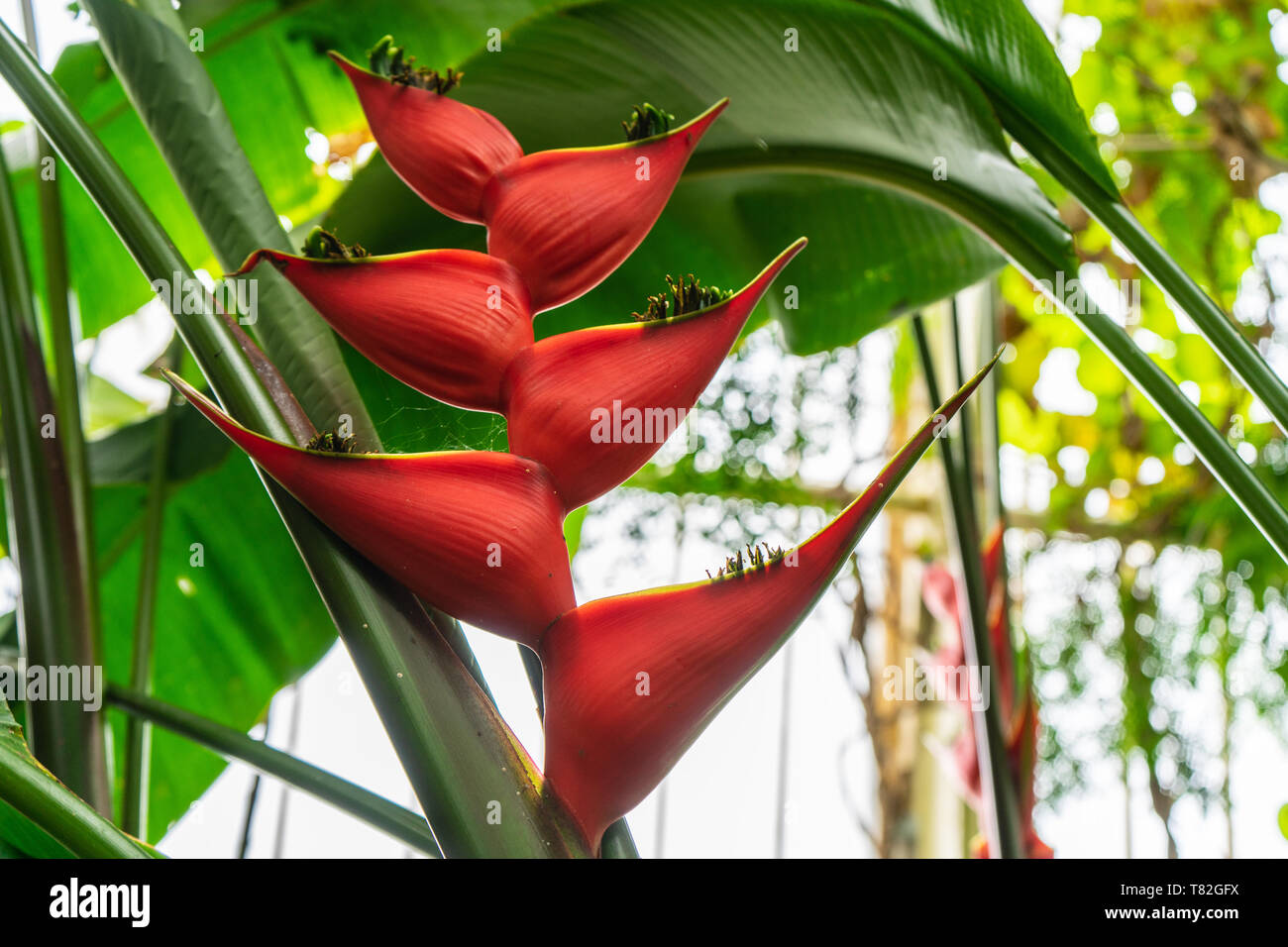 Hermosa flor de Heliconia del Caribe o Heliconia bihai o Banana Split,  también conocido popularmente como langosta-Claw Fotografía de stock - Alamy