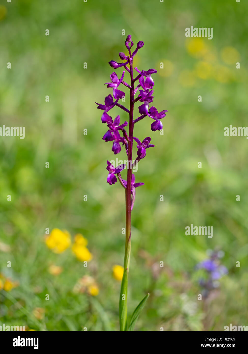 Flor violeta spike de Anacamptis laxiflora flor silvestre. Aka flor sueltos  o la laxitud de flor orquídea. En húmedo, el Wildflower meadow.  Antecedentes Defocussed Fotografía de stock - Alamy