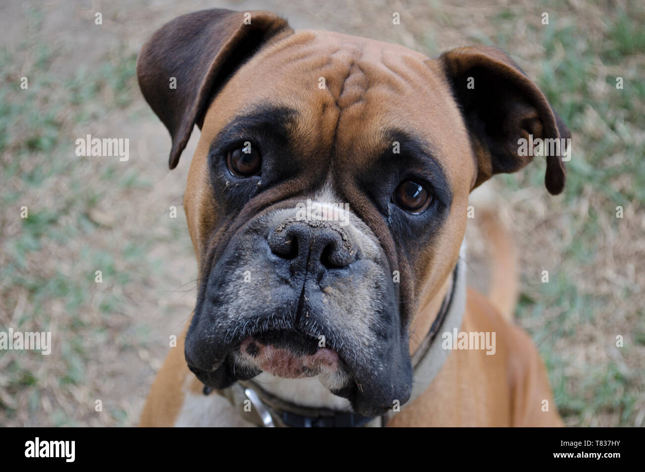 Boxer Bebe Perro Primer Plano Retrato Foto En Blanco Y Negro Fotografia De Stock Alamy