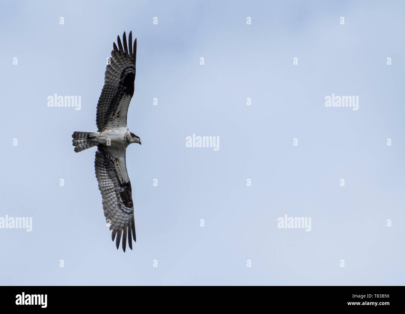 Osprey volando en vuelo en busca de presas. Foto de stock