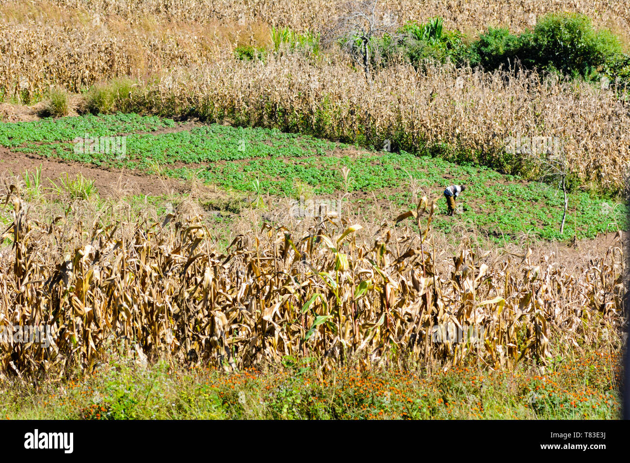 Pequeña figura de un hombre de Malawi trabajando en su campo que se ve verde, rodeado de campos de maíz alto marrón de secado al sol Foto de stock