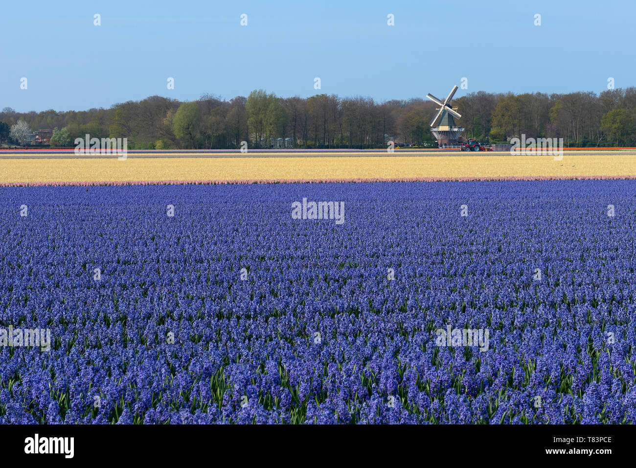 Lisse, Holanda - 18 de abril de 2019: Jacinto holandés tradicional campo con flores púrpura y un molino de viento en el fondo Foto de stock