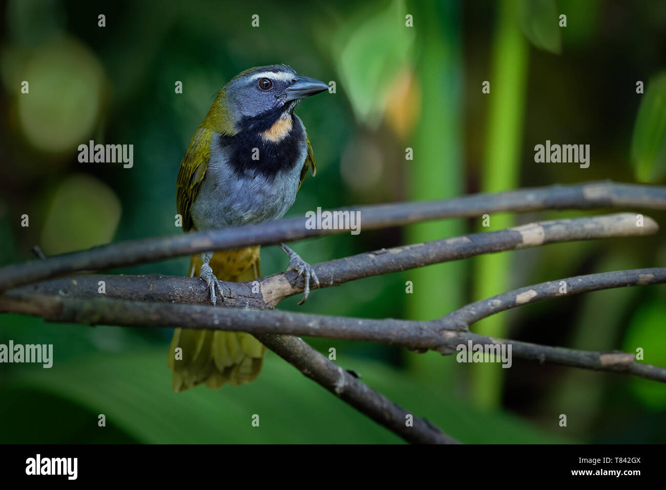 Cabeza negra - Saltator seedeating Saltator atriceps es un pájaro, colocado en la familia Cardinalidae cardinal, a veces las tangaras Thraupidae, razas de Foto de stock