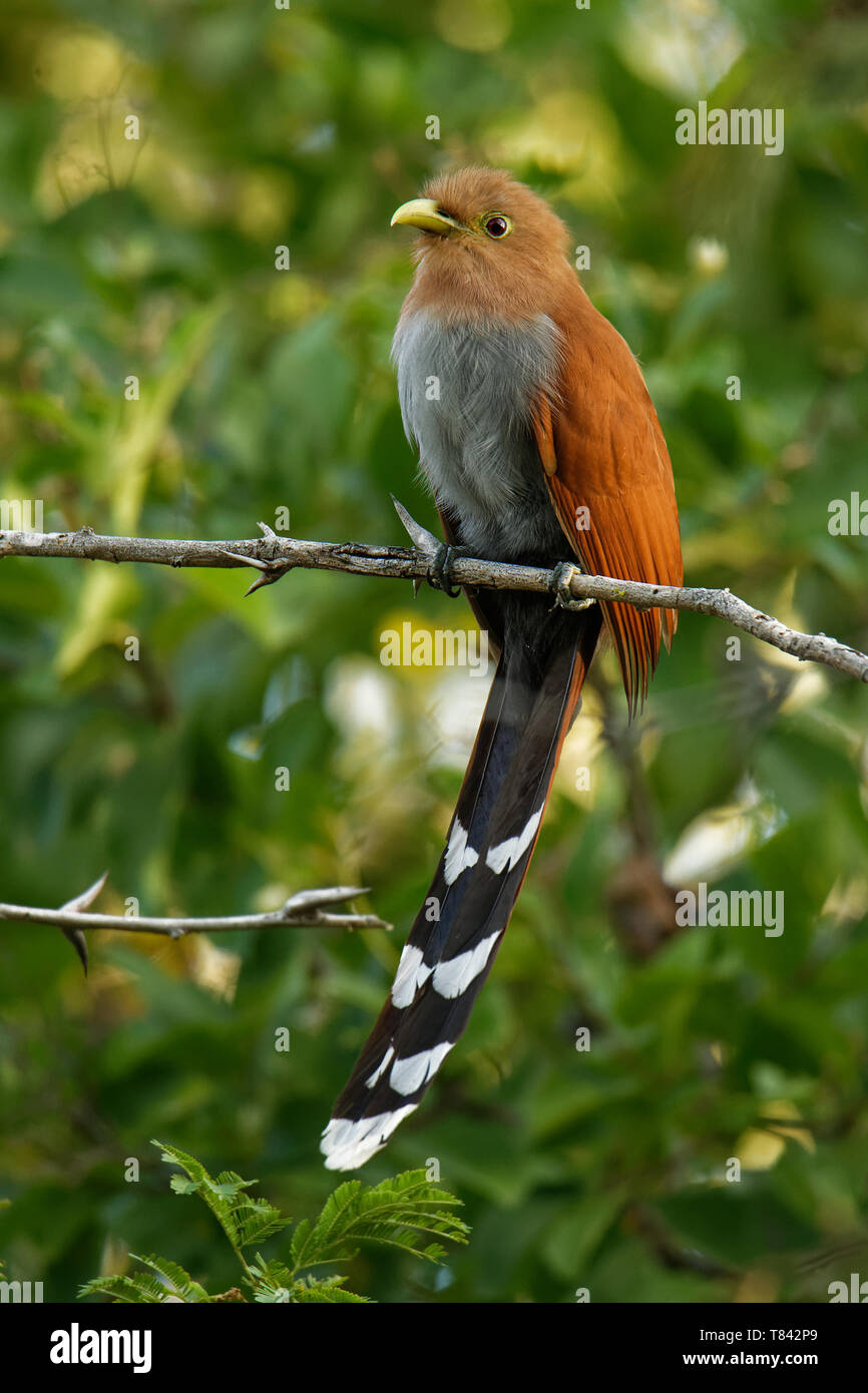 Ardilla común-cuá - Piaya cayana cuco grande encontrado en bosques desde  México hasta el norte de Argentina y Uruguay. Mexicana de ardilla (Piaya  Cuco México Fotografía de stock - Alamy