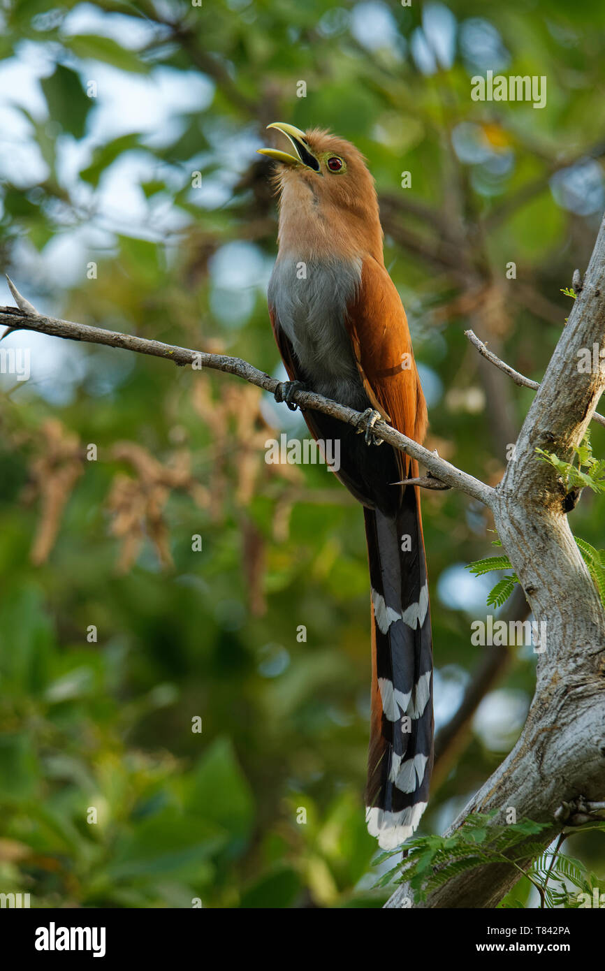 Ardilla común-cuá - Piaya cayana cuco grande encontrado en bosques desde  México hasta el norte de Argentina y Uruguay. Mexicana de ardilla (Piaya  Cuco México Fotografía de stock - Alamy