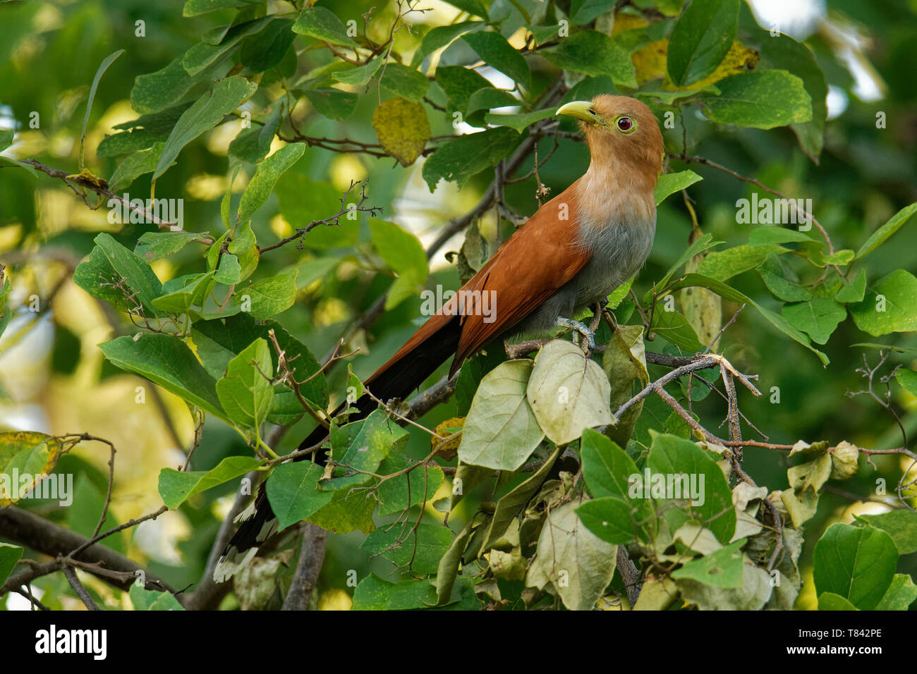 Ardilla común-cuá - Piaya cayana cuco grande encontrado en bosques desde  México hasta el norte de Argentina y Uruguay. Mexicana de ardilla (Piaya  Cuco México Fotografía de stock - Alamy