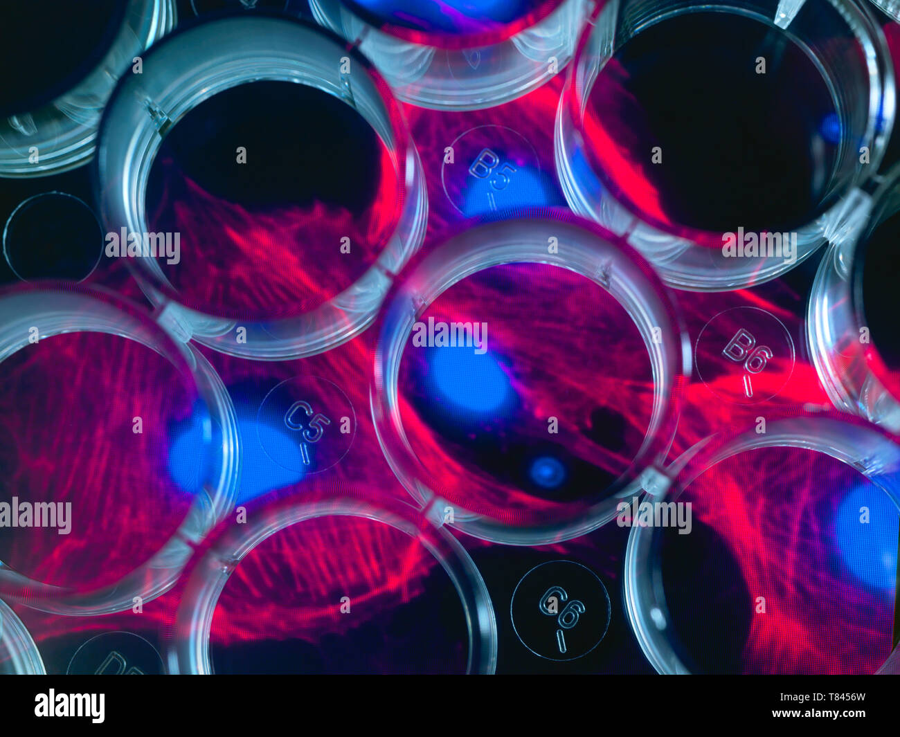 Fondo de biología fotografías e imágenes de alta resolución - Alamy Fondo de biología fotografías e imágenes de alta resolución - Alamy