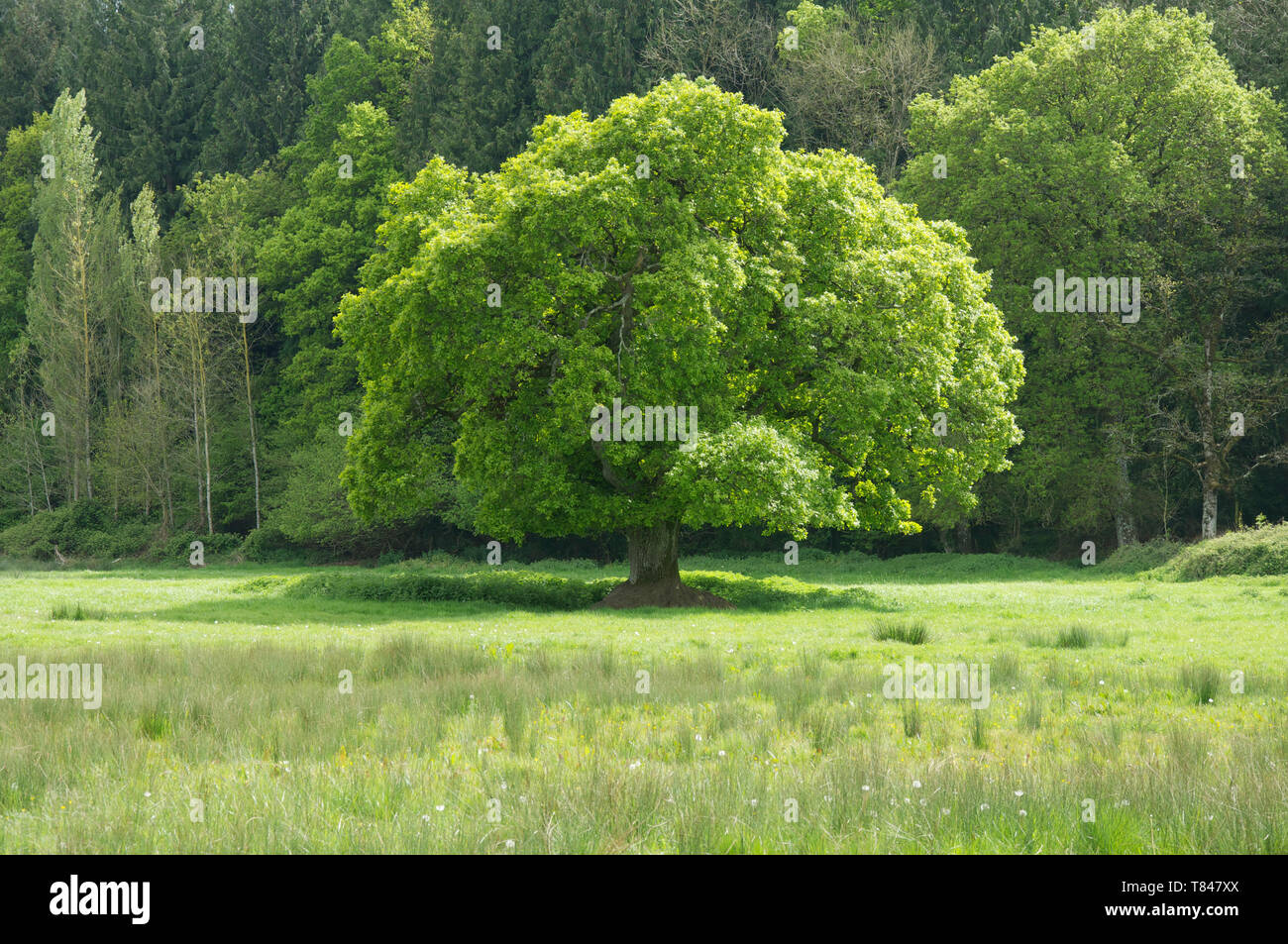 Una versión en inglés de roble (Quercus robur), las especies de árboles más comunes en el Reino Unido. Este está solo en una pradera, con un nuevo crecimiento de hojas de color verde brillante. Foto de stock