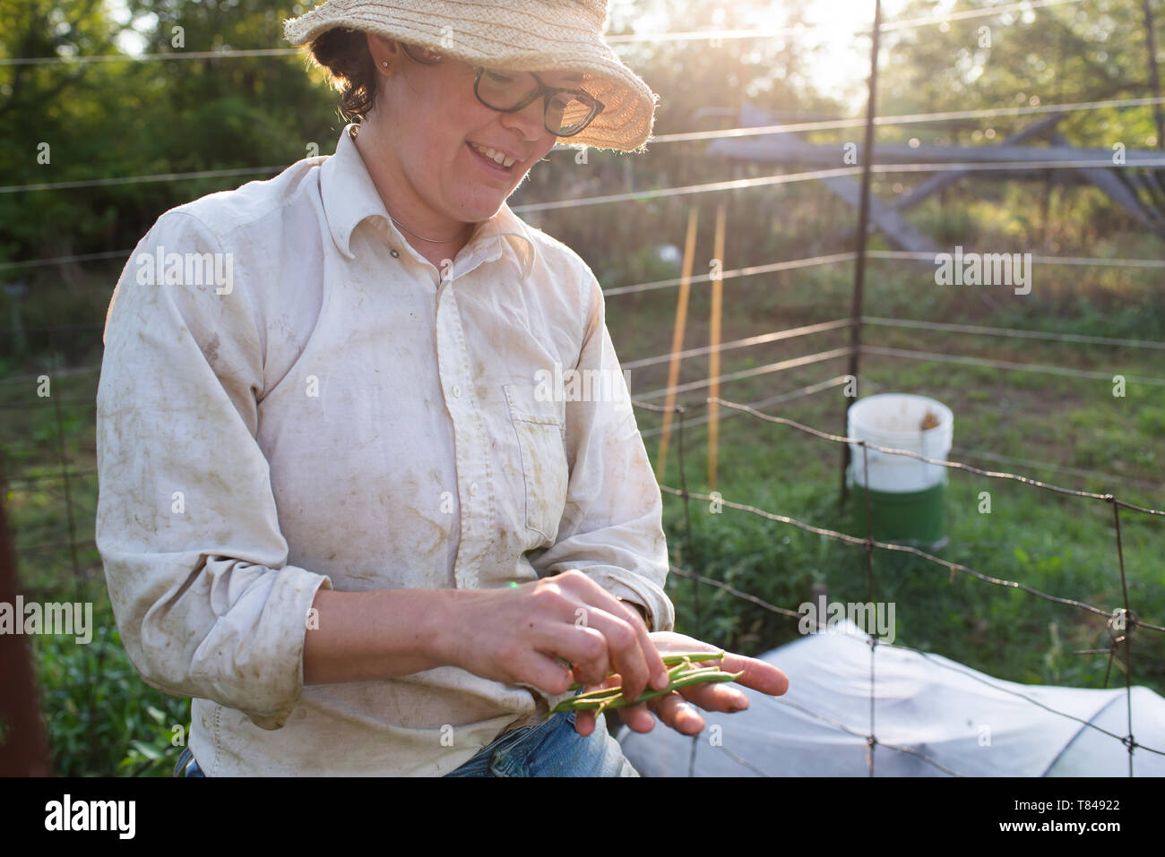 Hembra madura jardinero con homegrown judías verdes en el jardín Foto de stock