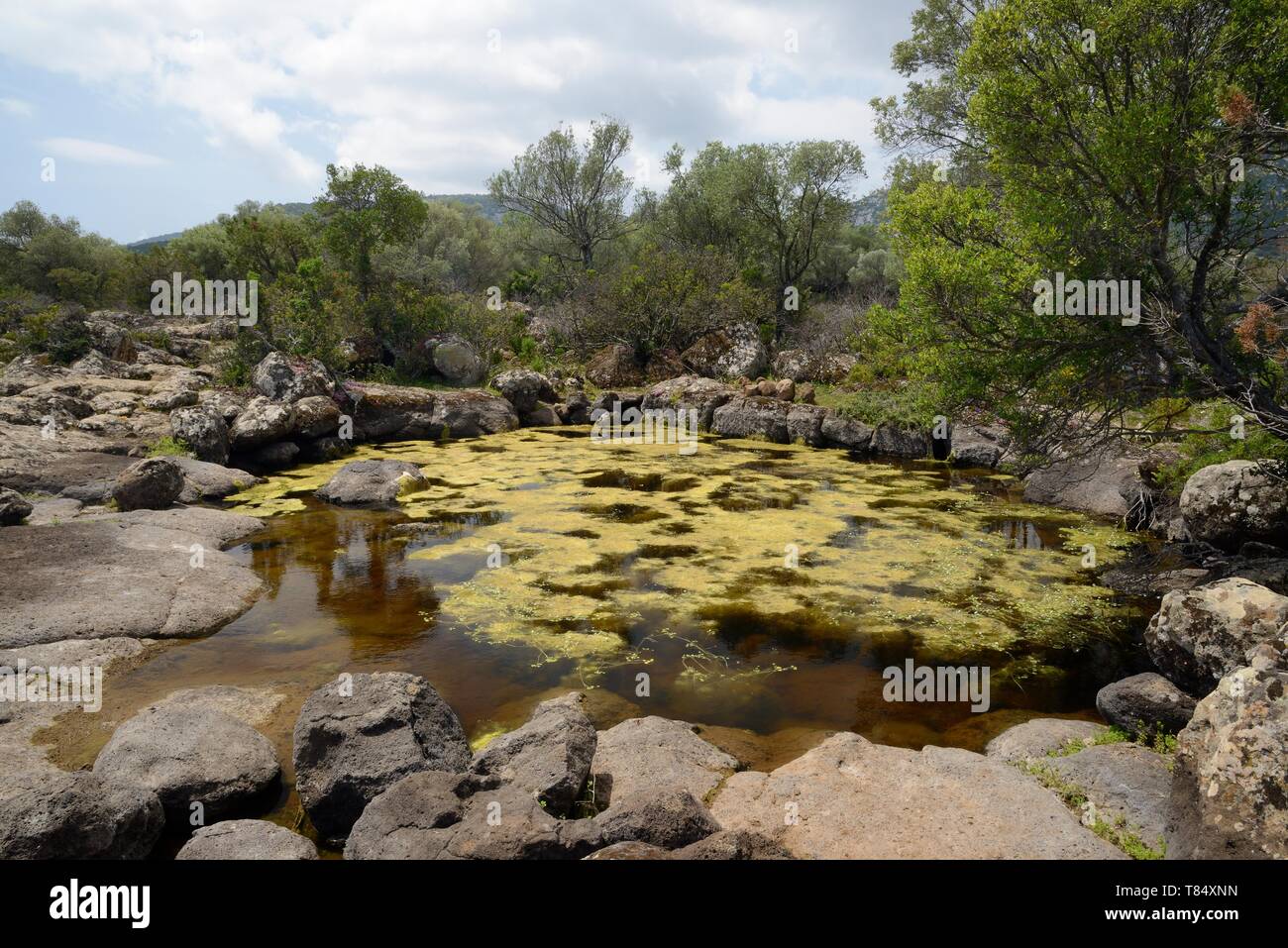 Como piscinas naturales de agua de lluvia en la piscina de la Meseta Golgo de roca caliza, el Parque Nacional de Gennargentu, Baunei, Cerdeña, Italia, mayo de 2018. Foto de stock