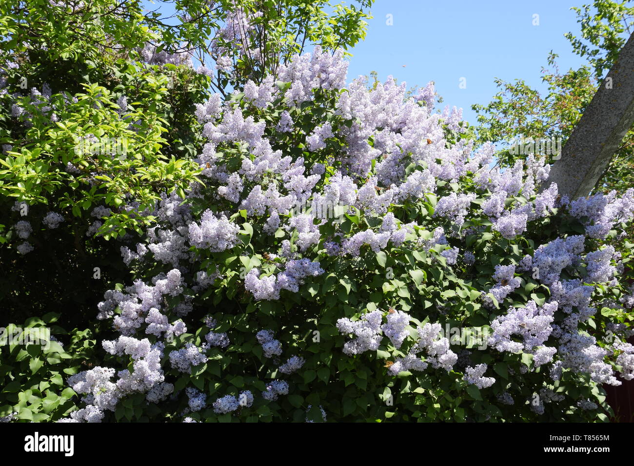 Flores lila. Hermosas flores de color lila púrpura en el exterior