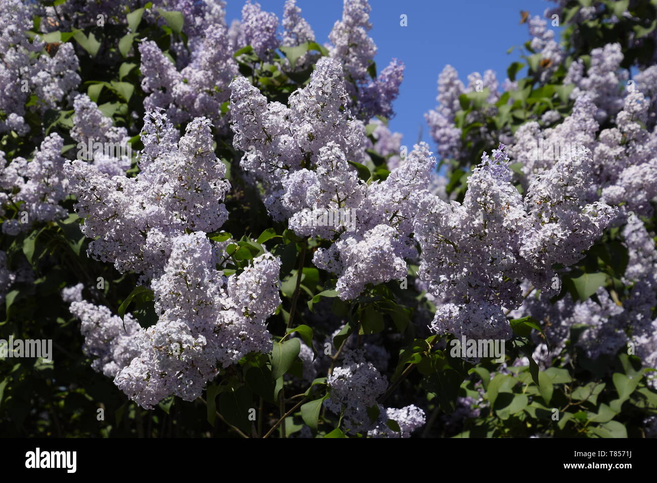 Flores lila. Hermosas flores de color lila púrpura en el exterior