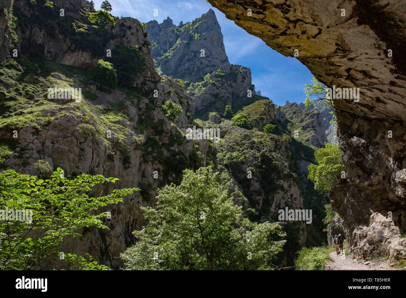 En España, la Comunidad de Asturias, el Parque Nacional de Picos de Europa, Arenas de Cabrales, caminantes en el sendero, Cares desfiladero Cares Foto de stock
