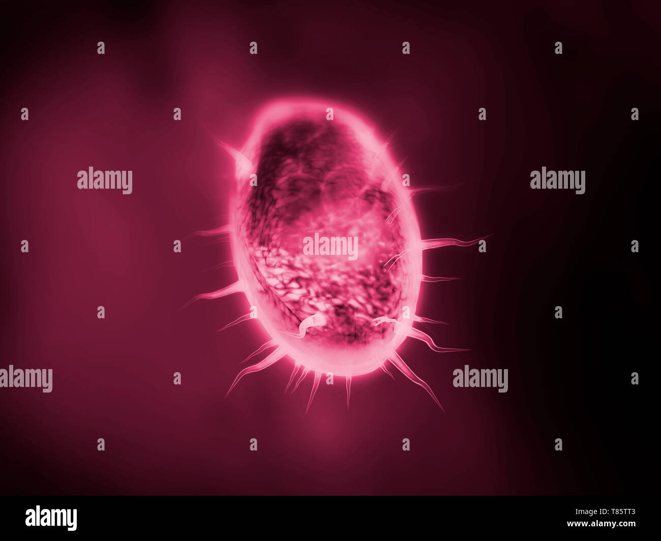 El protozoario, ilustración Foto de stock