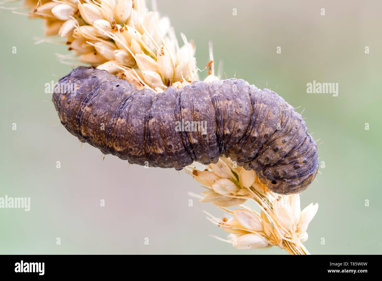 Caterpillar sobre hierba foxtail Foto de stock