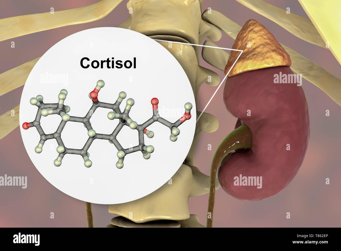 Hormona cortisol molécula y la glándula suprarrenal, ilustración