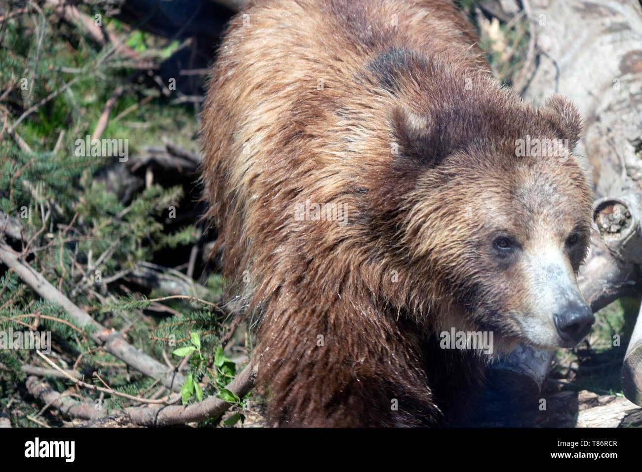 La hermosa Grizzly Bear - Llamar a su mamá osa Foto de stock
