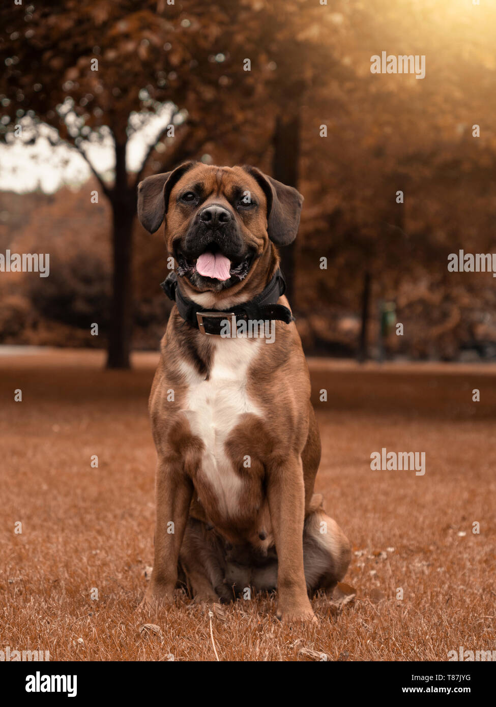 Cara Perro Boxer Blanco Y Negro Fotos E Imagenes De Stock Alamy Cara Perro Boxer Blanco Y Negro Fotos E Imagenes De Stock Alamy