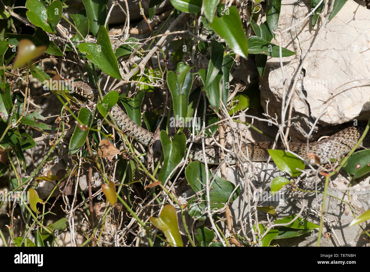 Balkanzornnatter Zornnatter Balkan-Zornnatter,,,, Coluber gemonensis gemonensis Hierophis, Balkan látigo de serpiente, couleuvre des Balcanes Foto de stock