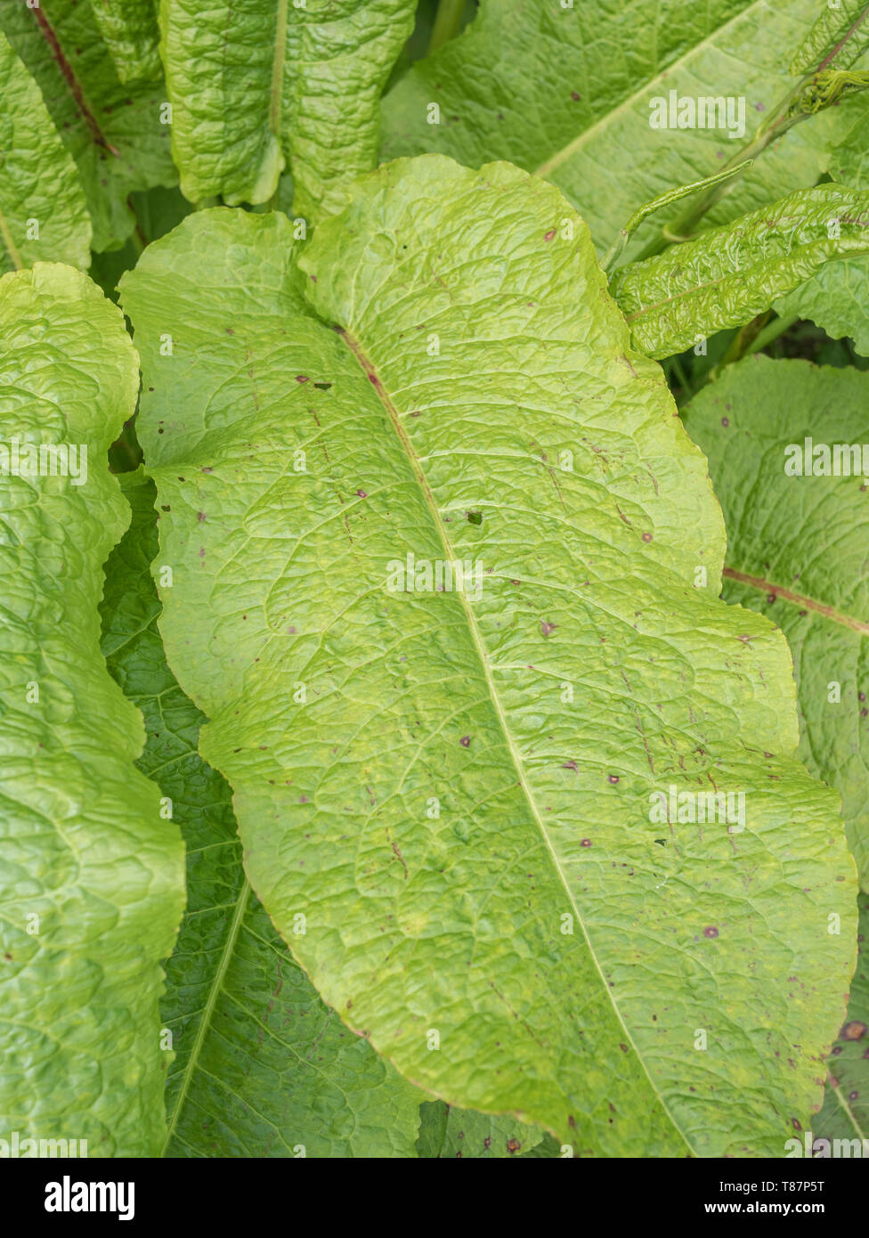 Close-up de superficie foliar de Rumex obtusifolius Broad-Leaved / Dock. Foto de stock