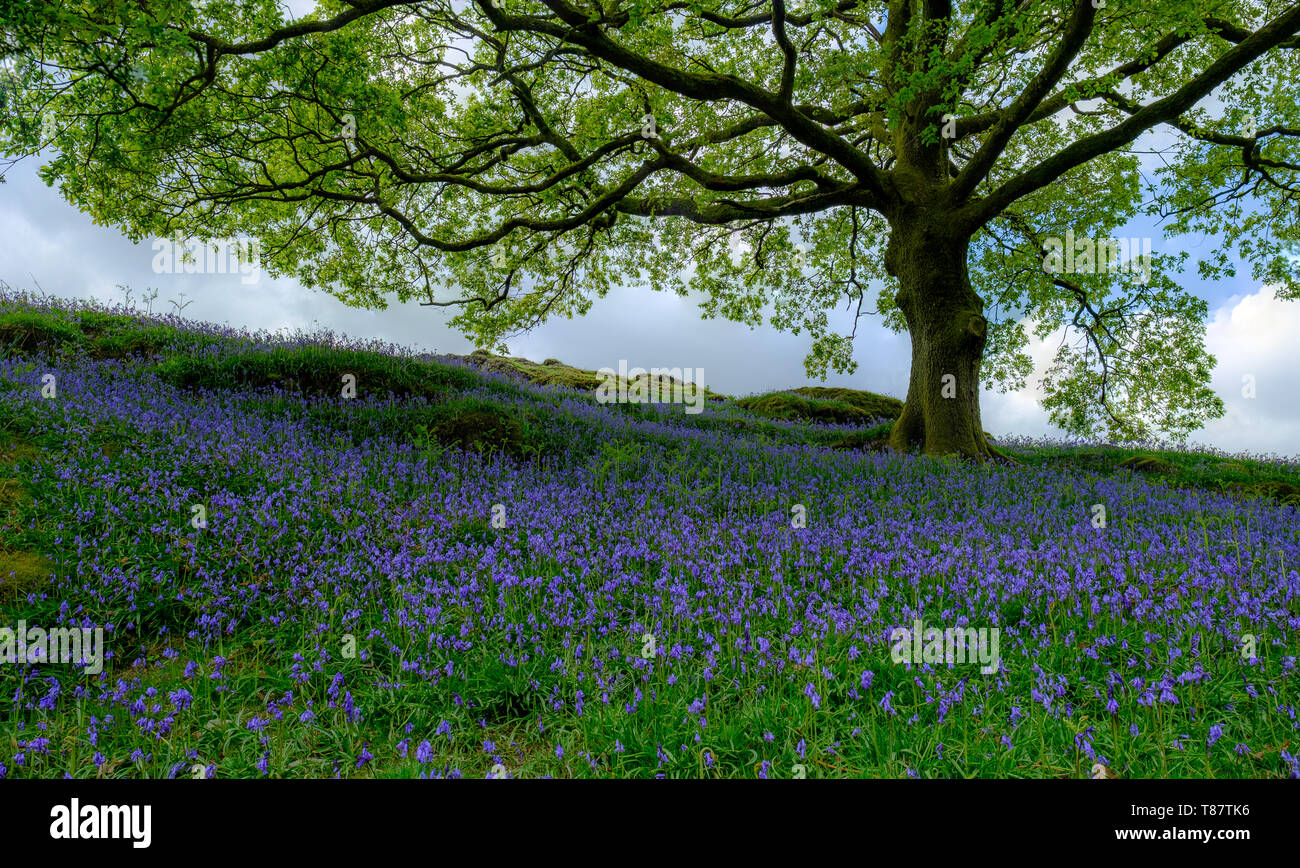 Las campánulas azules debajo de una encina, en el distrito inglés de Lake District. Foto de stock