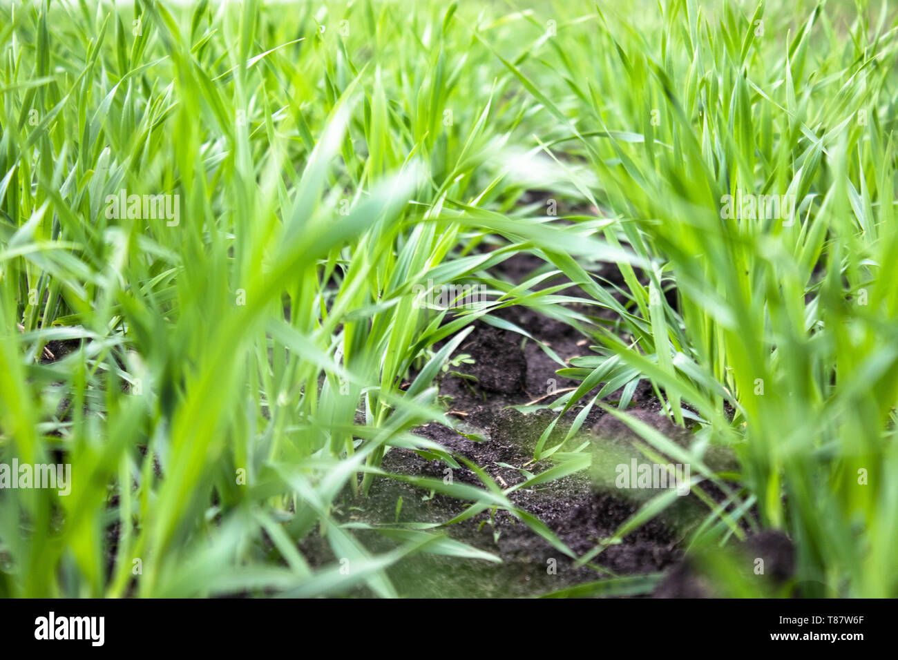 Jóvenes plántulas de trigo creciendo en el campo. Close-up. Foto de stock