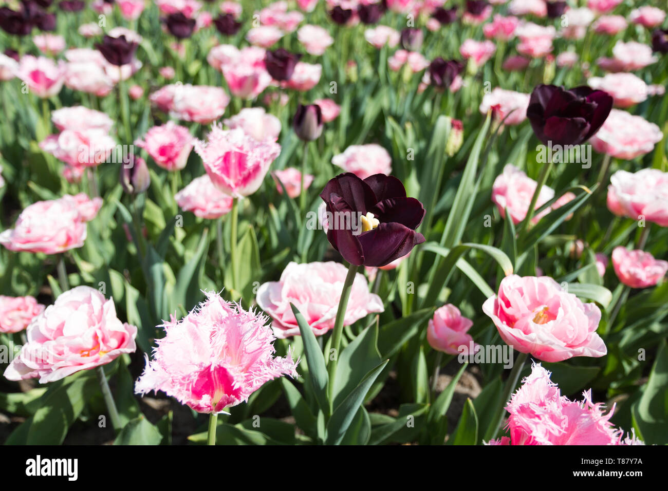 Tulip flores en los países bajos Foto de stock