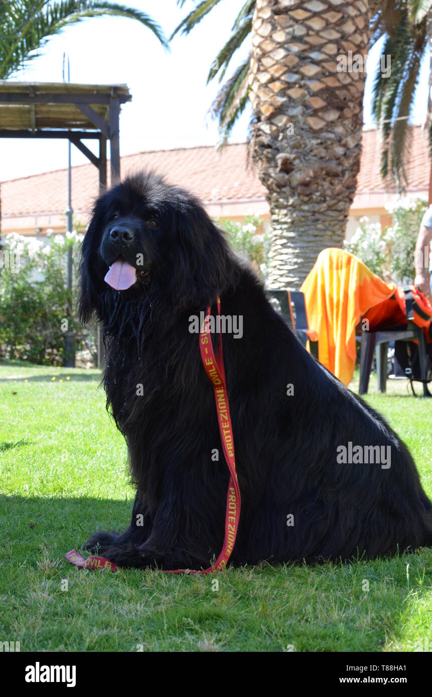 Un negro perro socorrista Fotografía de stock - Alamy
