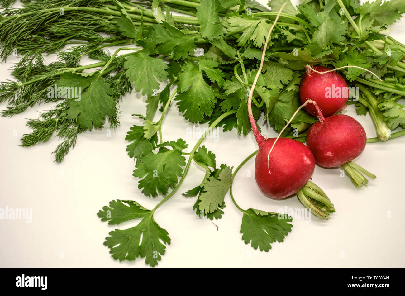 Bouquet Fresh Coriander Cilantro On Fotos E Imagenes De Stock Alamy