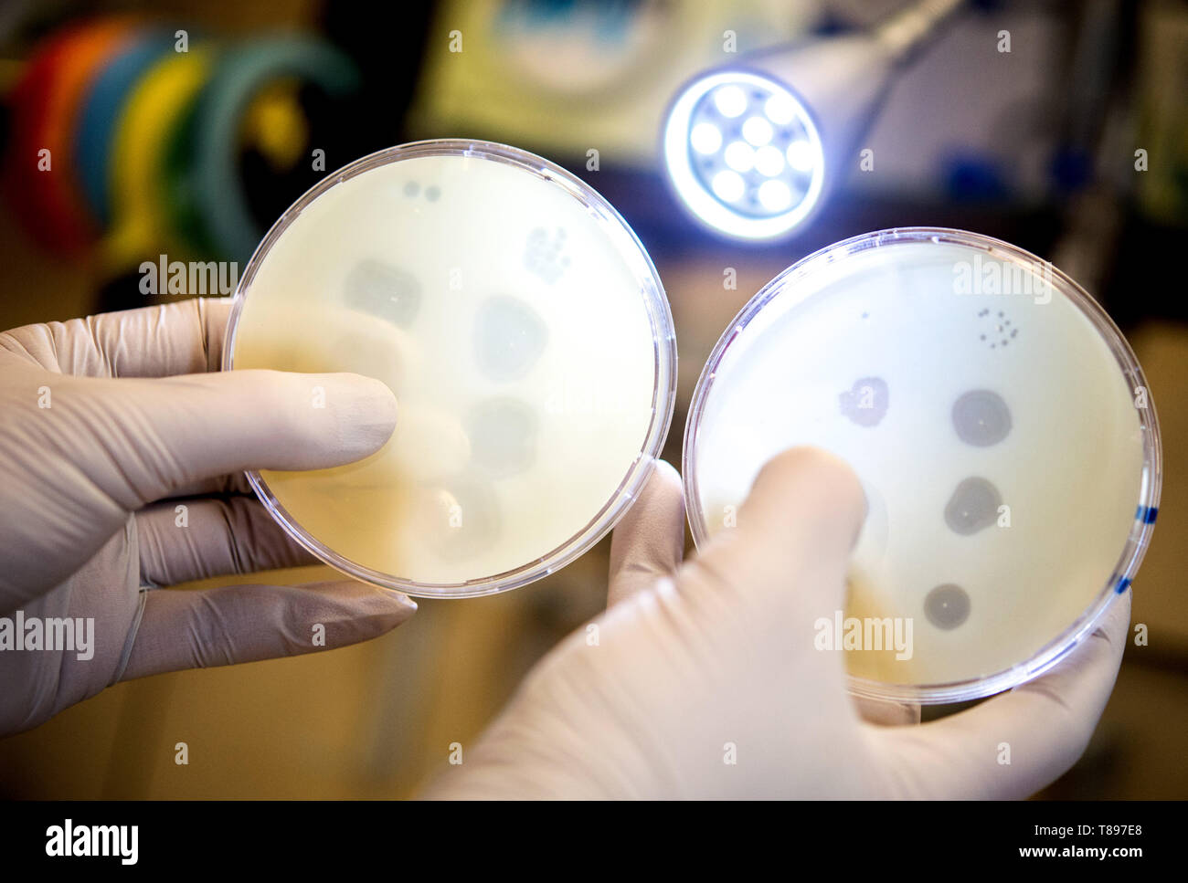 En Brunswick, Alemania. 30 abr, 2019. En un laboratorio de la colección alemana de microorganismos y cultivos celulares (DSMZ), un ayudante de investigación contiene dos placas de Petri llena de bacteriófagos en sus manos. En consecuencia, 81 países recibieron suministros de la planta de investigación de Braunschweig. Este año, el Instituto Leibniz celebra su 50º aniversario. Crédito: Hauke-Christian Dittrich/dpa/Alamy Live News Foto de stock
