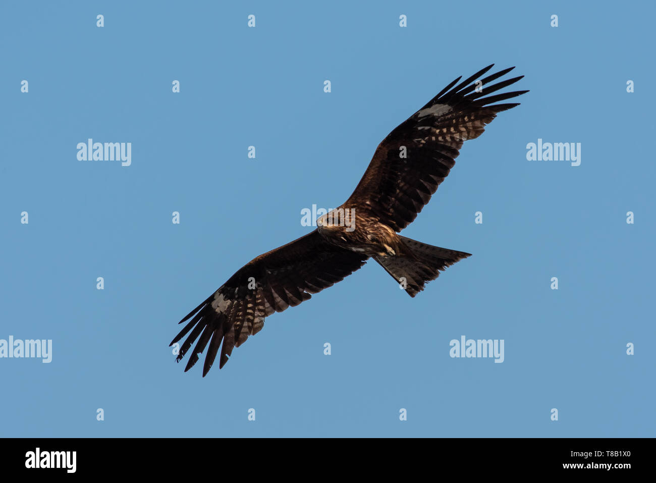 Pico de águila dorada fotografías e imágenes de alta resolución - Alamy