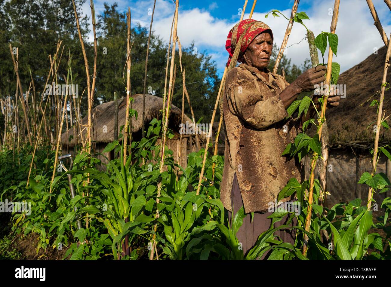 Papua Nueva Guinea, en el oeste de la provincia de tierras altas, Baja Kaugel región de Alkena Tambul Nebilyer, aldea, mujer trabajando en su campo Foto de stock