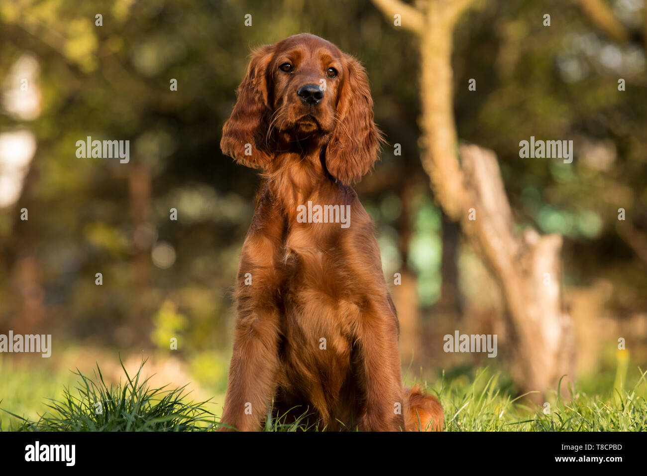 Setter Irlandes Fotos E Imagenes De Stock Alamy