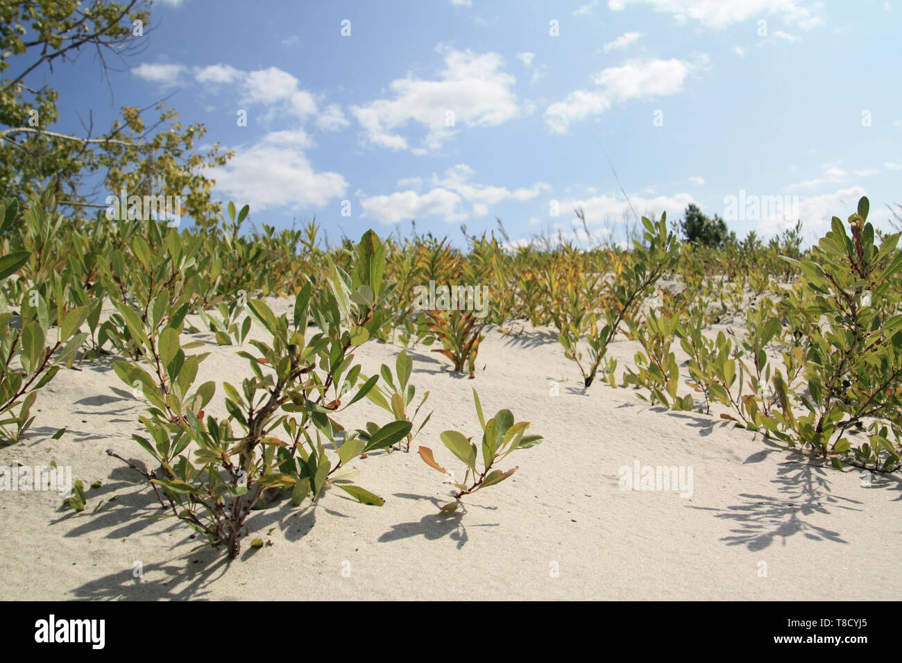 Plantas que crecen en la arena fotografías e imágenes de alta resolución -  Alamy