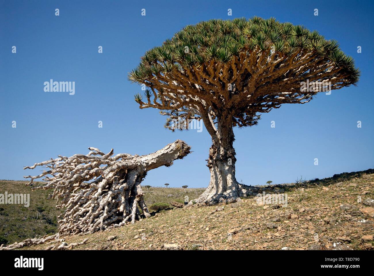Gobernación de Socotra, Yemen, Socotra Isla, catalogada como Patrimonio