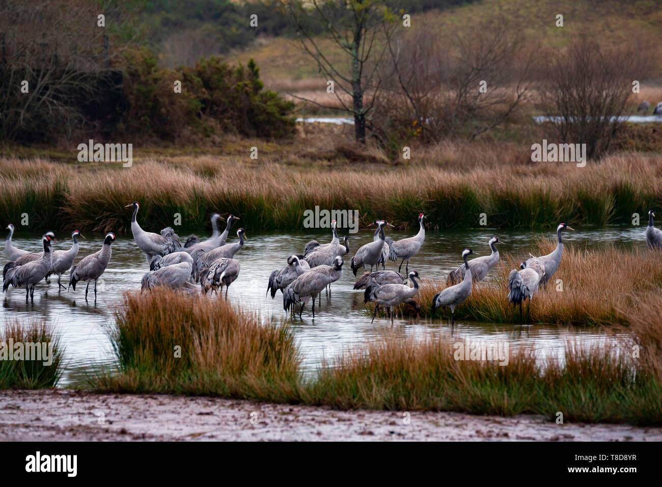 Francia, landas, Arjuzanx, creada en el emplazamiento de una antigua  cantera de lignito, la Reserva Natural Nacional de Arjuzanx acoge a decenas  de miles de grullas (Grus grus) cada año, el tiempo